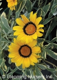 Gazania 'Variegata'